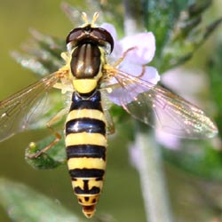 Sphaerophoria scripta